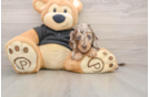 Cute Dachshund Purebred Pup