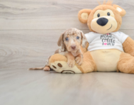 5 week old Dachshund Puppy For Sale - Seaside Pups