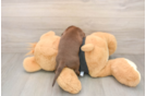 Dachshund Puppy for Adoption