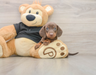 5 week old Dachshund Puppy For Sale - Seaside Pups