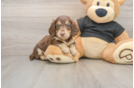 Cute Doxie Purebred Puppy