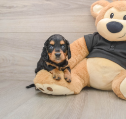 6 week old Dachshund Puppy For Sale - Seaside Pups