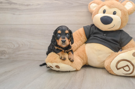 ABIGAIL, a Dachshund littermate