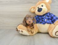 6 week old Dachshund Puppy For Sale - Seaside Pups