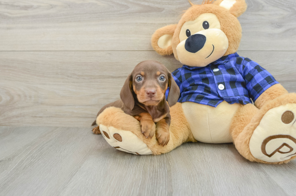 6 week old Dachshund Puppy For Sale - Seaside Pups