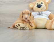 5 week old Dachshund Puppy For Sale - Seaside Pups