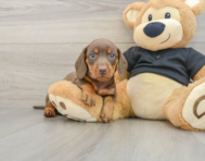 5 week old Dachshund Puppy For Sale - Seaside Pups