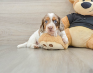 5 week old Dachshund Puppy For Sale - Seaside Pups