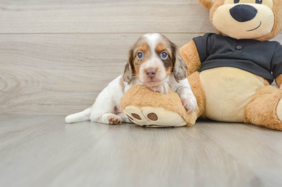 6 week old Dachshund Puppy For Sale - Seaside Pups