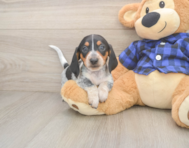 5 week old Dachshund Puppy For Sale - Seaside Pups
