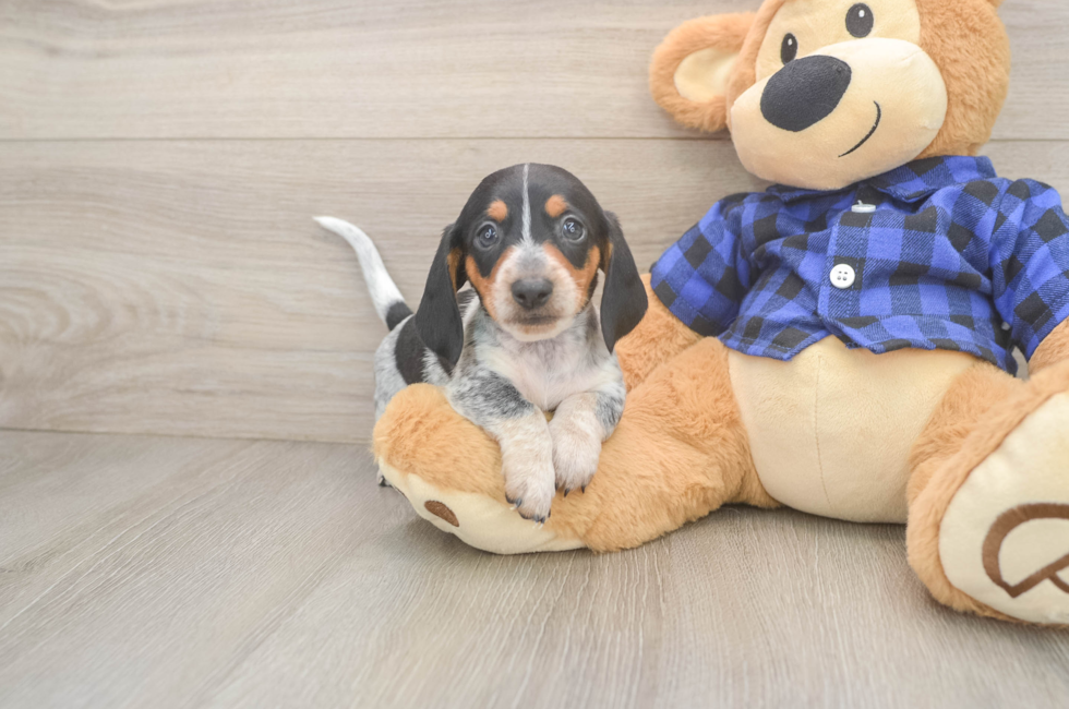 5 week old Dachshund Puppy For Sale - Seaside Pups
