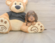 6 week old Dachshund Puppy For Sale - Seaside Pups
