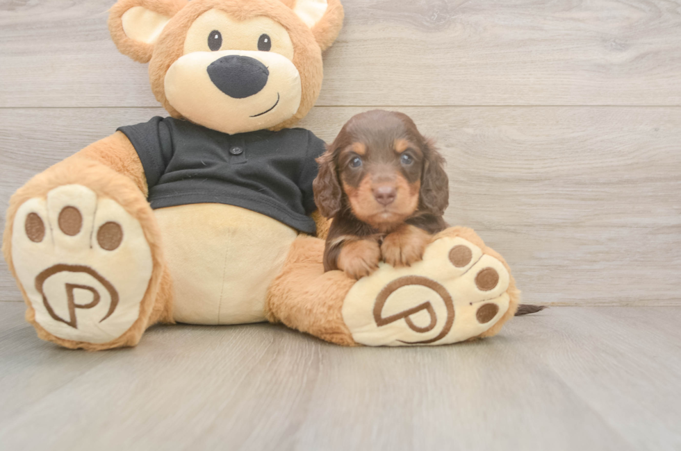 5 week old Dachshund Puppy For Sale - Seaside Pups