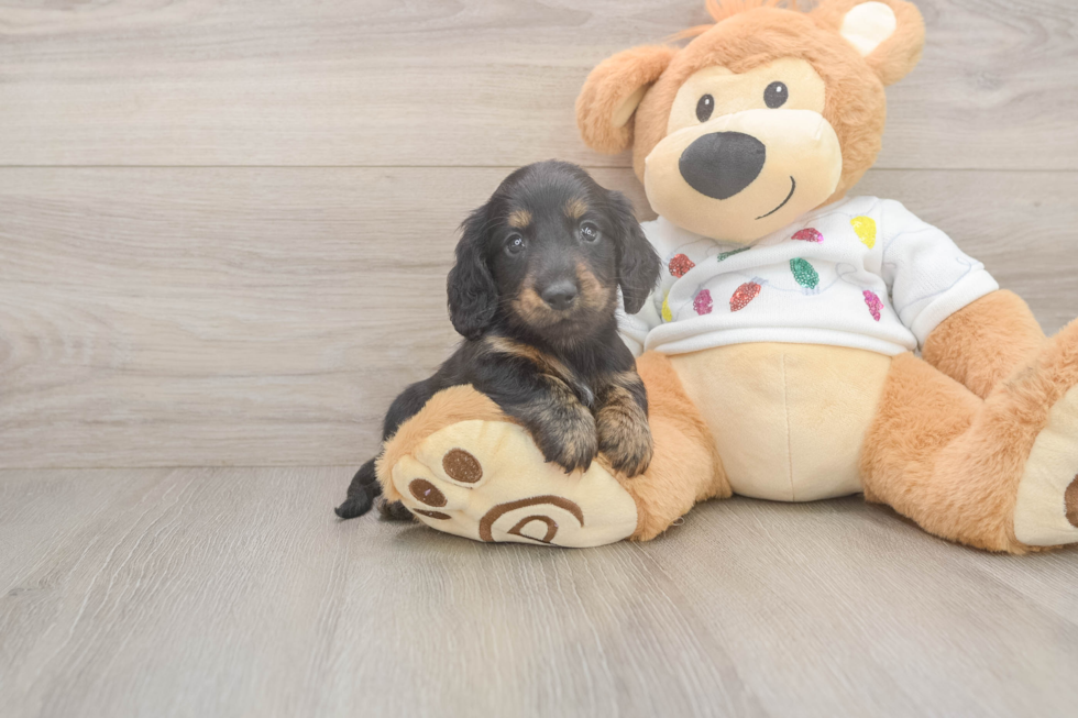 Cute Dachshund Purebred Pup