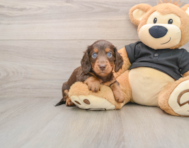 5 week old Dachshund Puppy For Sale - Seaside Pups