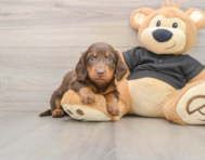 5 week old Dachshund Puppy For Sale - Seaside Pups
