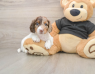 5 week old Dachshund Puppy For Sale - Seaside Pups