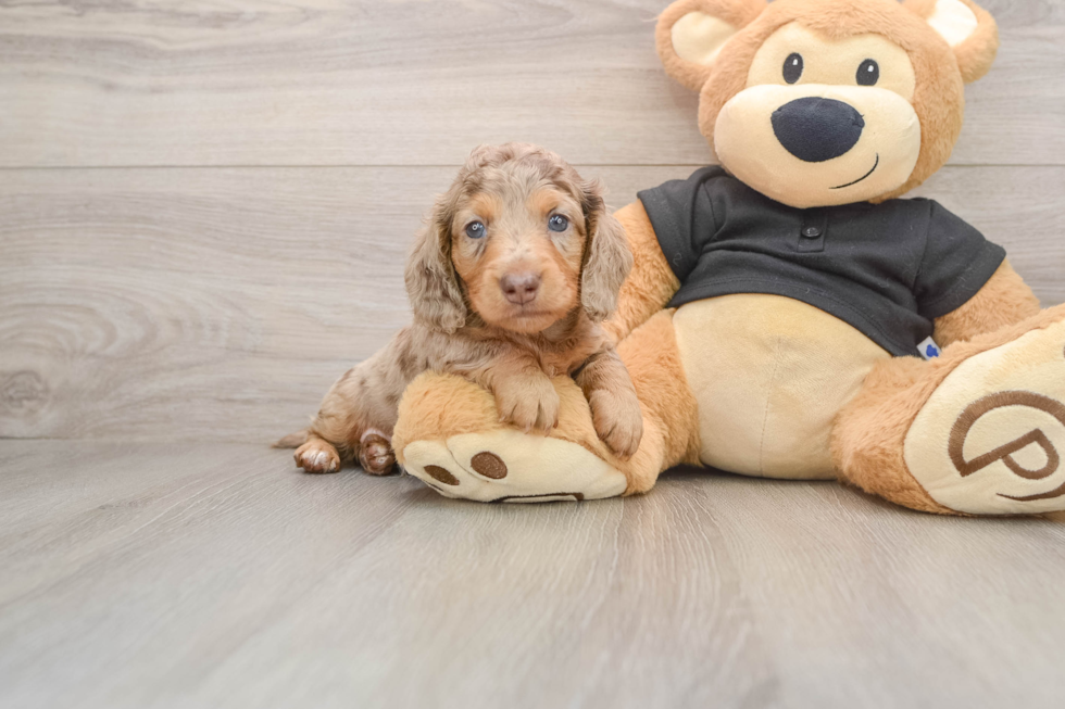 Dachshund Pup Being Cute