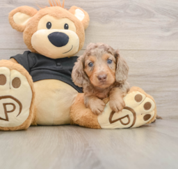 5 week old Dachshund Puppy For Sale - Seaside Pups