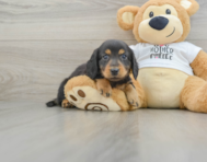 5 week old Dachshund Puppy For Sale - Seaside Pups