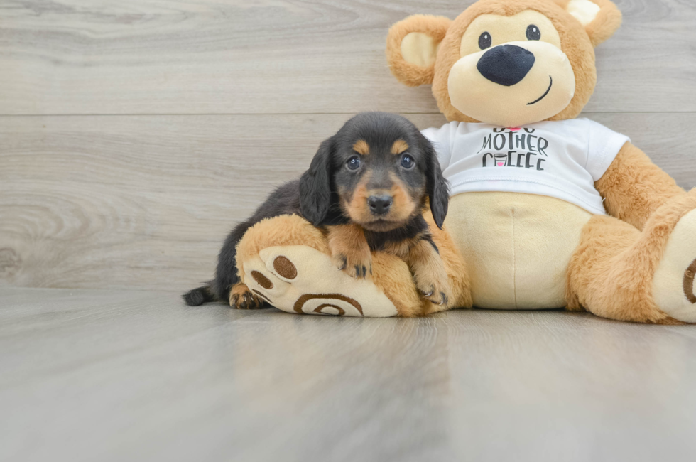 9 week old Dachshund Puppy For Sale - Seaside Pups