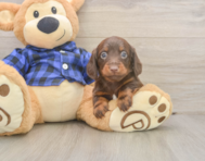 5 week old Dachshund Puppy For Sale - Seaside Pups