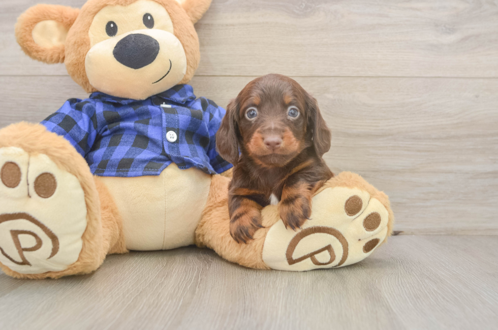 5 week old Dachshund Puppy For Sale - Seaside Pups