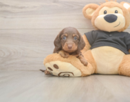 6 week old Dachshund Puppy For Sale - Seaside Pups