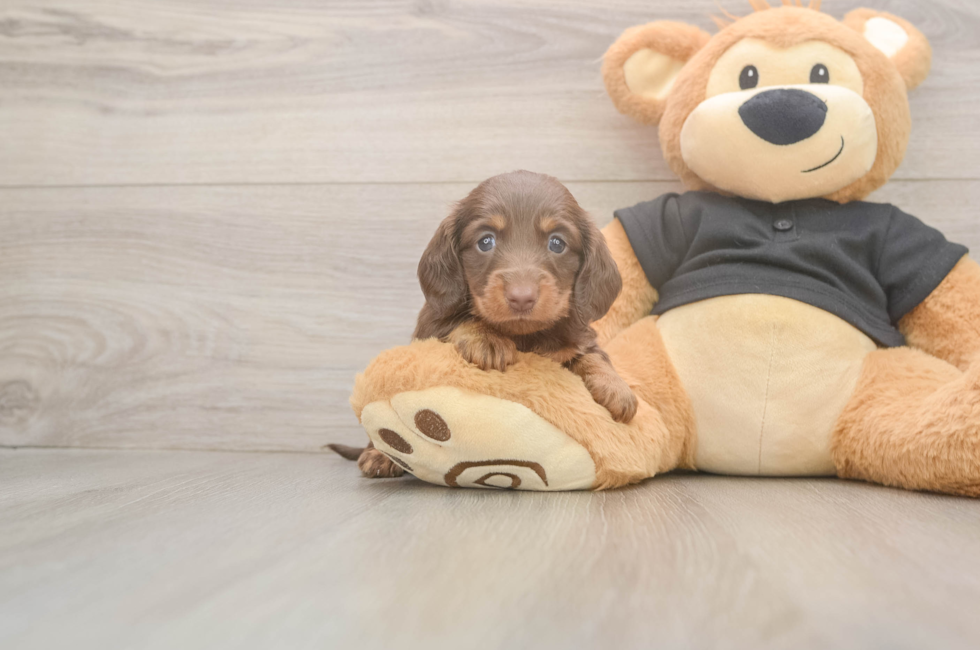 5 week old Dachshund Puppy For Sale - Seaside Pups