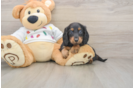 Cute Dachshund Purebred Pup