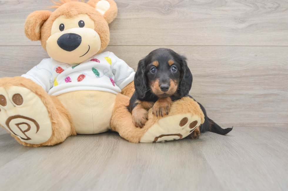 5 week old Dachshund Puppy For Sale - Seaside Pups