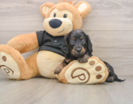 5 week old Dachshund Puppy For Sale - Seaside Pups