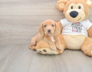 5 week old Dachshund Puppy For Sale - Seaside Pups