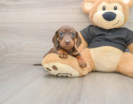 6 week old Dachshund Puppy For Sale - Seaside Pups