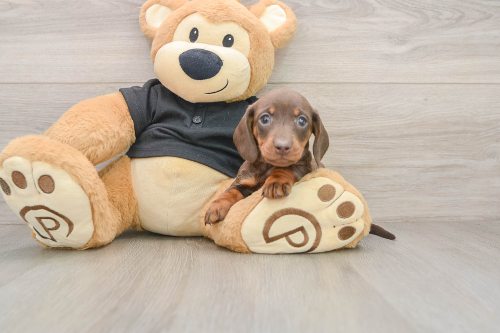 Best Dachshund Baby