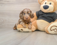 5 week old Dachshund Puppy For Sale - Seaside Pups