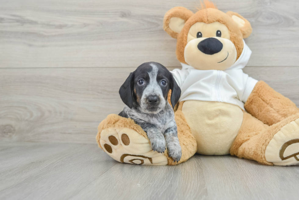 Cute Dachshund Purebred Pup