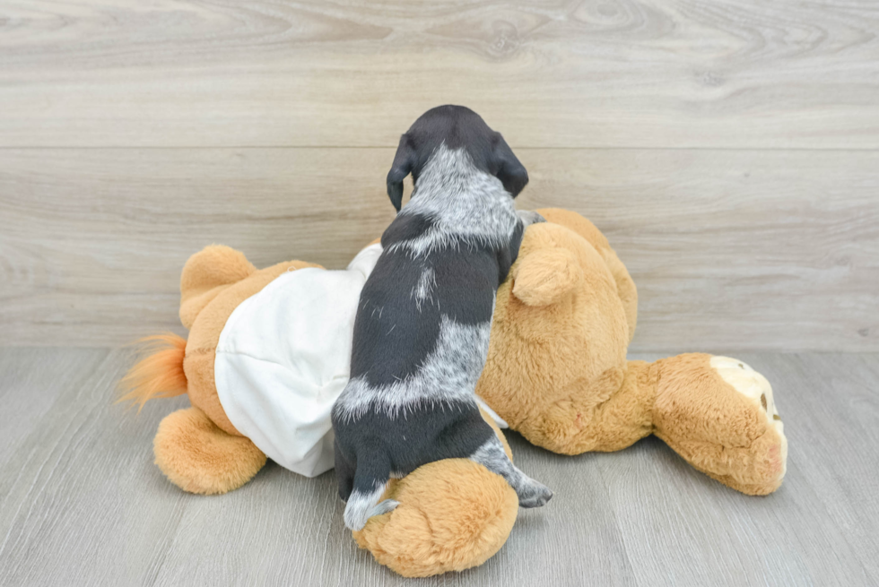 Cute Dachshund Purebred Puppy