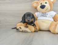 5 week old Dachshund Puppy For Sale - Seaside Pups