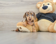 5 week old Dachshund Puppy For Sale - Seaside Pups