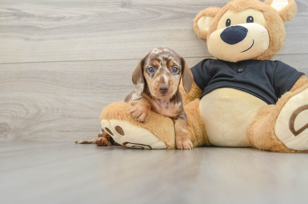 6 week old Dachshund Puppy For Sale - Seaside Pups