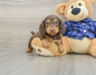 6 week old Dachshund Puppy For Sale - Seaside Pups