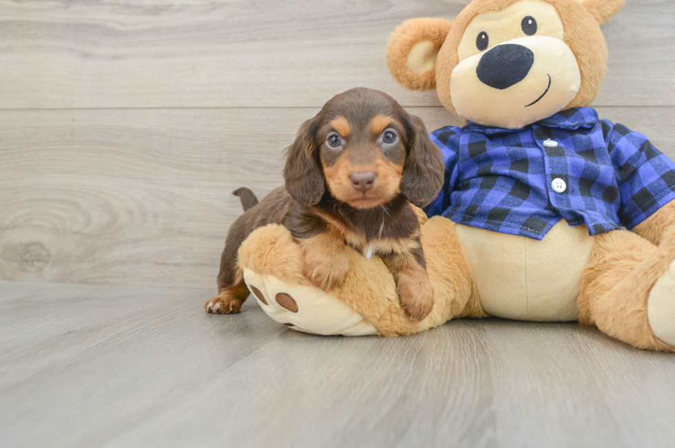 7 week old Dachshund Puppy For Sale - Seaside Pups
