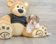5 week old Dachshund Puppy For Sale - Seaside Pups