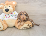 5 week old Dachshund Puppy For Sale - Seaside Pups