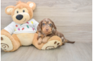 Cute Doxie Purebred Puppy