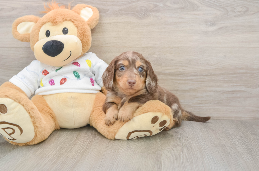 5 week old Dachshund Puppy For Sale - Seaside Pups