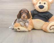 5 week old Dachshund Puppy For Sale - Seaside Pups