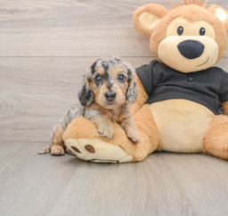 5 week old Dachshund Puppy For Sale - Seaside Pups