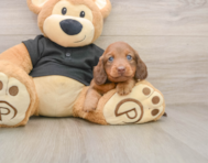 5 week old Dachshund Puppy For Sale - Seaside Pups